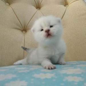 免费看人与拘做受A片
